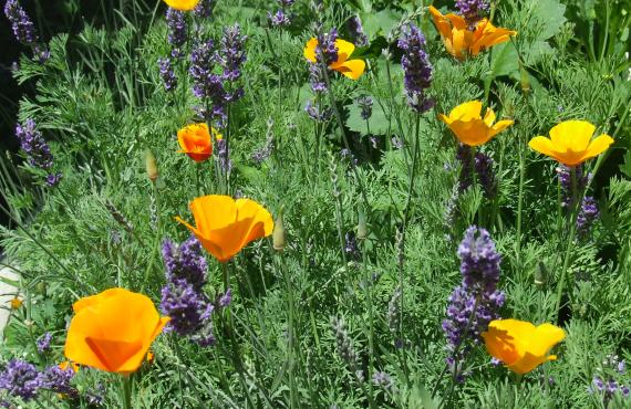 Kayak, Rafting, Canyoning - Camping les Mille Vents