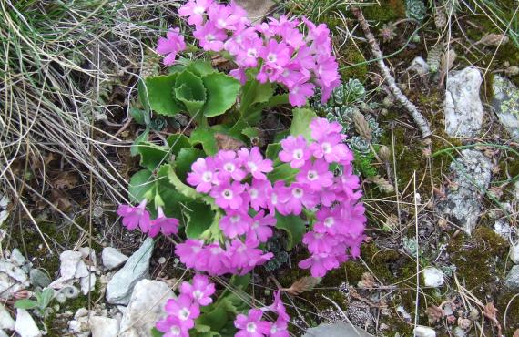 Kayak, Rafting, Canyoning - Camping les Mille Vents