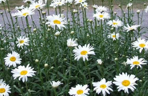 Kayak, Rafting, Canyoning - Camping les Mille Vents