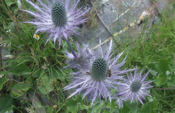 Kayak, Rafting, Canyoning - Camping les Mille Vents