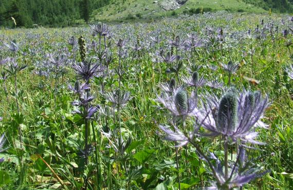 Kayak, Rafting, Canyoning - Camping les Mille Vents