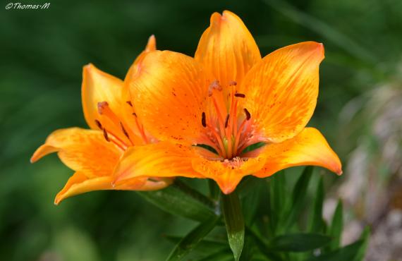 Kayak, Rafting, Canyoning - Camping les Mille Vents