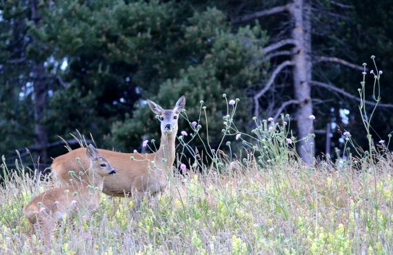 Kayak, Rafting, Canyoning - Camping les Mille Vents