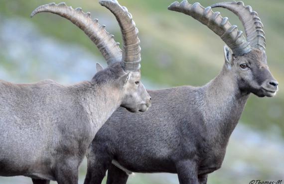 Kayak, Rafting, Canyoning - Camping les Mille Vents