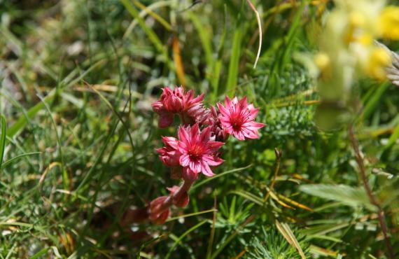 Kayak, Rafting, Canyoning - Camping les Mille Vents